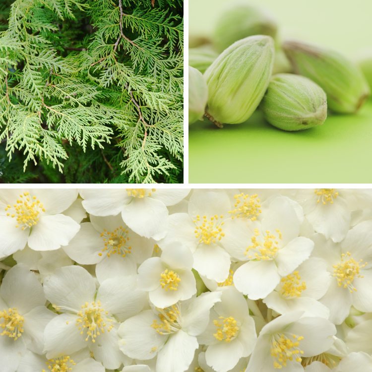 Image représentant les odeurs de cubes de cire au cèdre, à la cardamome et au jasmin.
