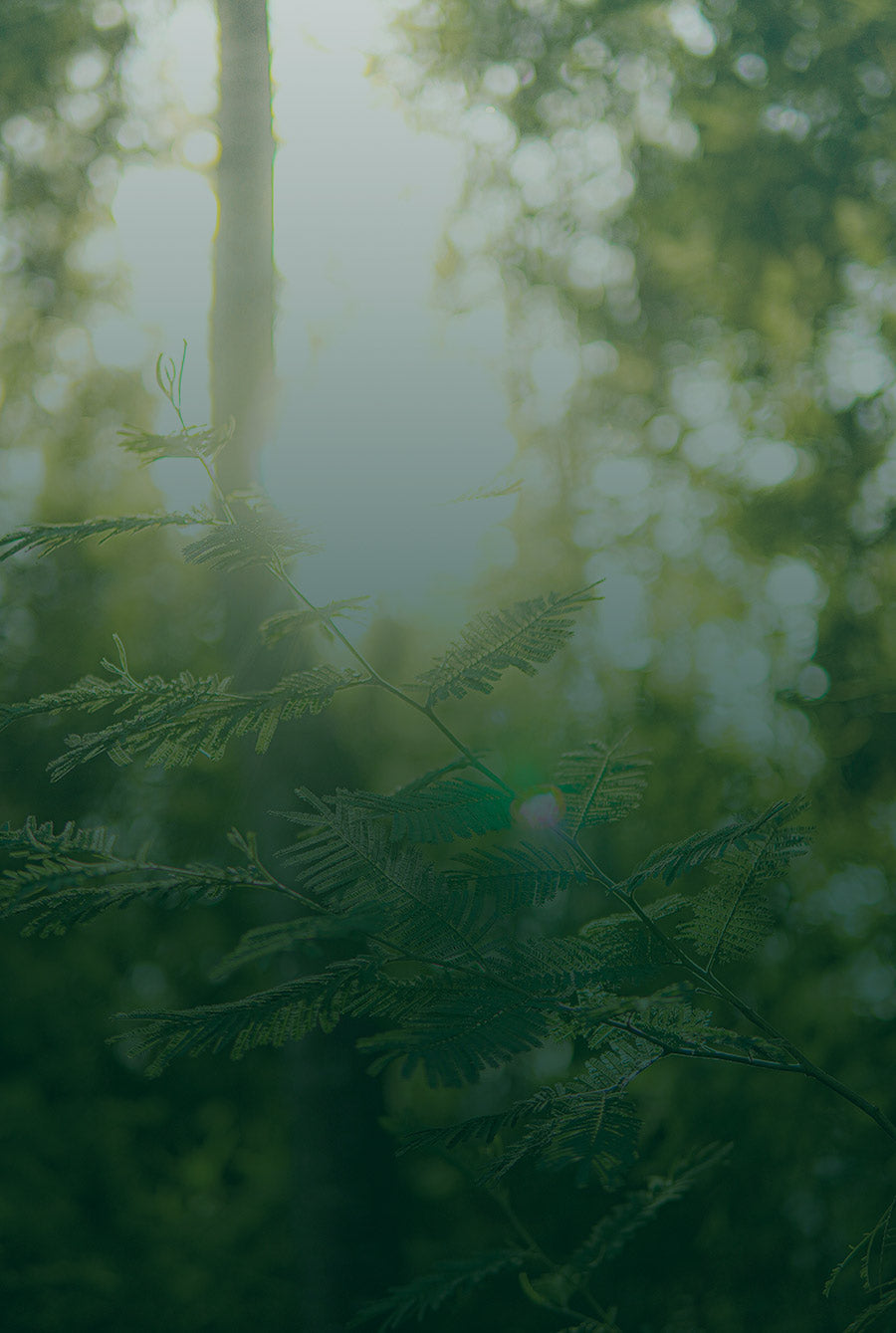 Fond vert et lumineux flou montrant une branche de sapin en premier plan et la forêt à l'arrière avec un style écolo