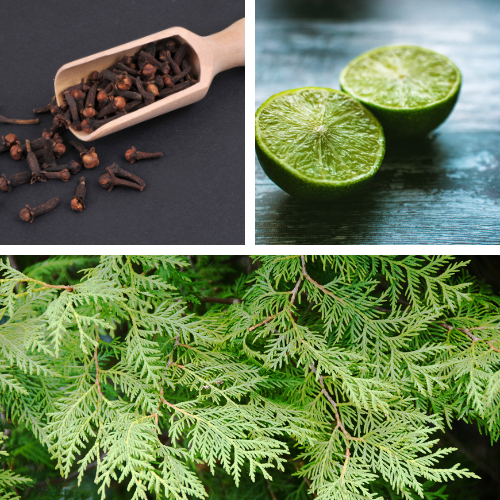 Pot-pourri naturel à faire mijoter, maison parfumée, festive et chaleureuse avec ingrédients 100 % végétaux