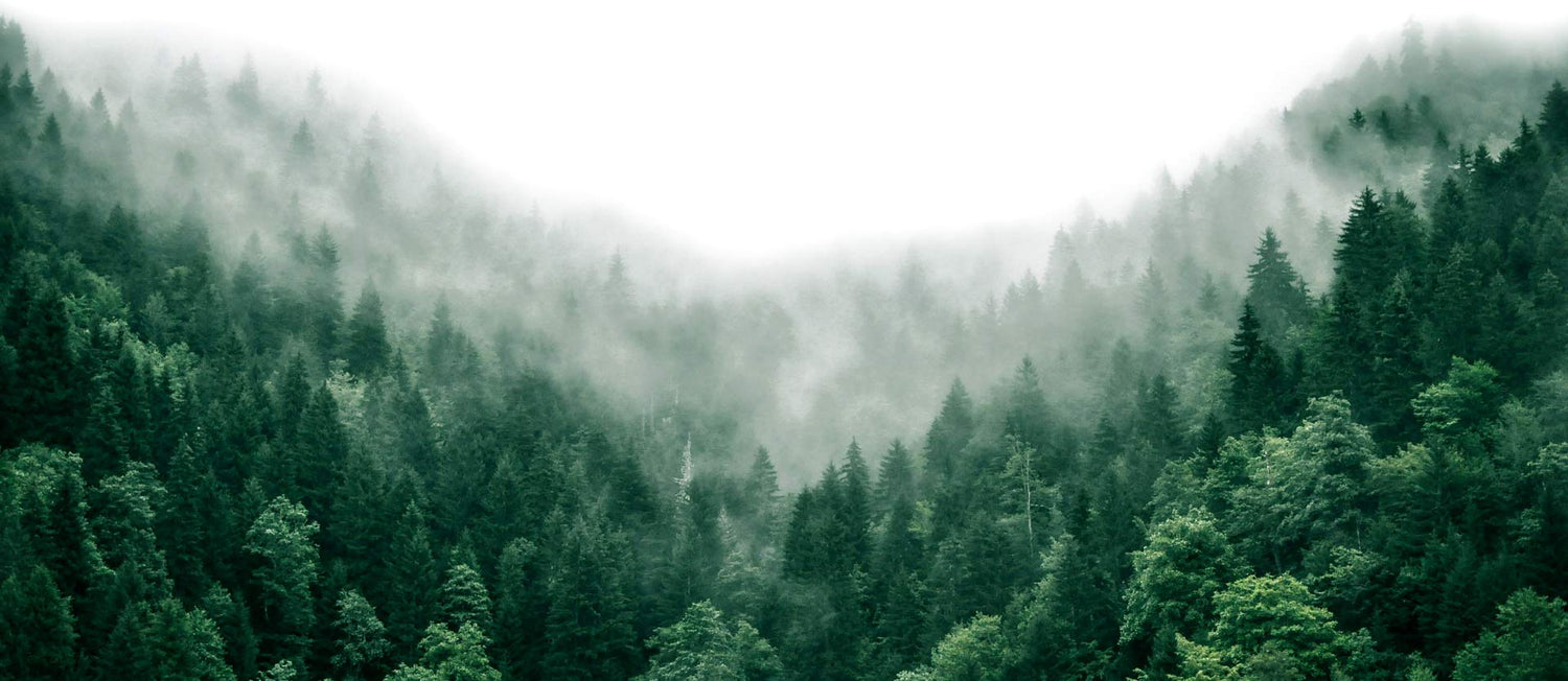 Forêt canadienne verte composée de conifères brumeuses et relaxante