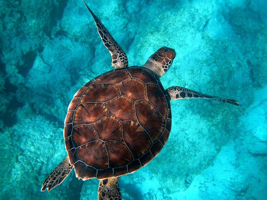 Tortue marine brune qui nage dans l'eau bleue
