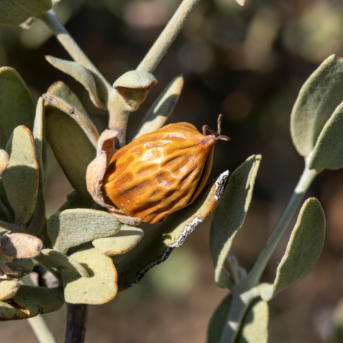organic jojoba oil