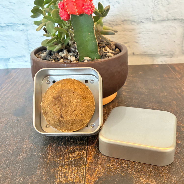 Un boitier carré en aluminium et son couvercle comprenant un shampoing solide rond et brun apposé sur un pot de plante succulente avec un fond de bois et de brique. 