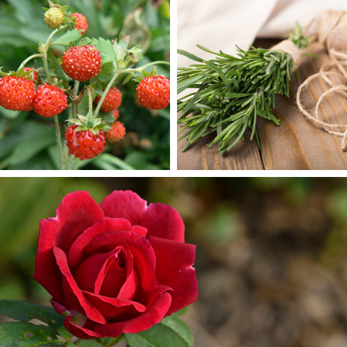 Fondants de cire:  fraise, romarin et rose