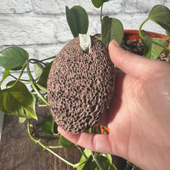 Pierre ponce naturelle brune tenue dans une main avec un arrière plan de plante , de brique et de bois