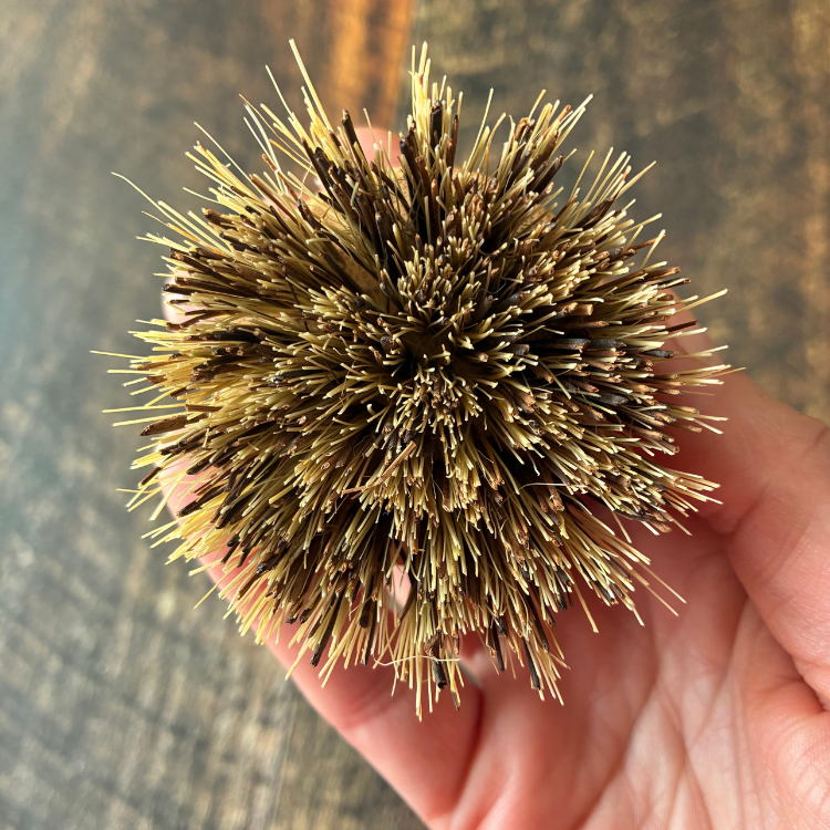 Tête de remplacement pour un pommeau ou une brosse  vaisselle en bois avec des poils durs tenu dans une main au-dessus d'une planche de bois. On voit bien que les poiles de la tête de remplacement sont durs et efficace pour récurer. 