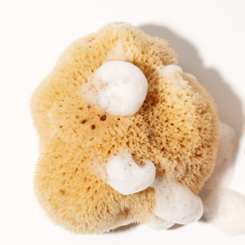 bady care - sea sponge